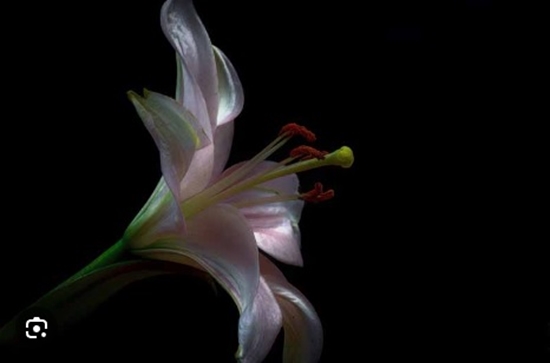 مجموعه تشریفات لیلیوم 